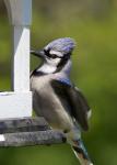 Blue Jay