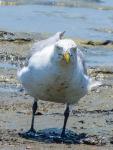 Gull