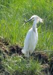Egret
