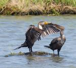 Cormorant