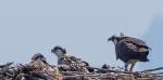 Osprey