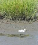 Small Egret