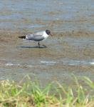 Some sort of gull I presume