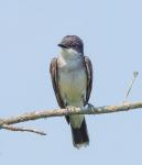 Kingbird