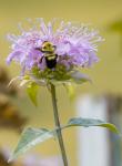 Bumble Bee