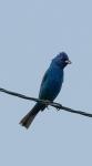 Indigo Bunting
