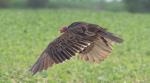 One Ugly Bird