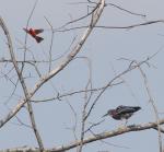 2 birds in 1 picture
