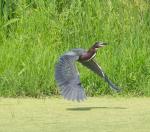 Green Heron