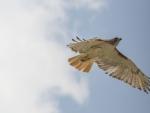 Hawk