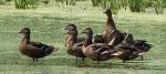 Ducks
