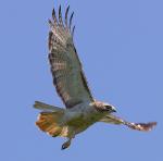 Hawk
