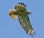 Hawk