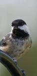 Chickadee