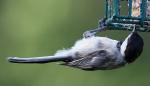 Chickadee