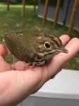 Ovenbird