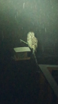 Barred Owl