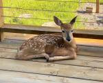 Fawn