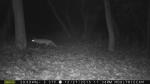 Fox in our backyard