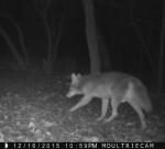 Coyote