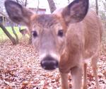 Trail cam selfie