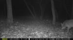 Coyote