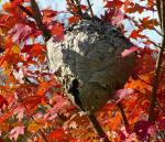 Hornet/Wasp nest in MD