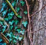 Ivy
