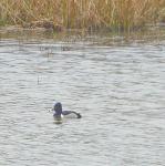 Ring-necked Duck