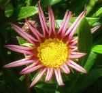 Some kind of flower