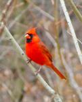 Cardinal