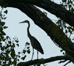 Blue Heron in Silhouette