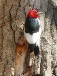Woodpecker