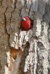 Red-headed Woodpecker