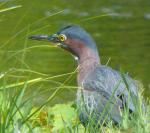 Heron