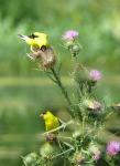 Goldfinches