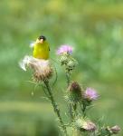 Just a Goldfinch