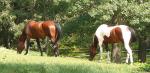 Horses