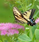 Swallowtail