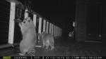 Raccoons