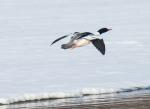 Common Merganser