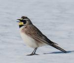 Horned Lark