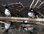 Hooded Mergansers