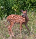 Fawn
