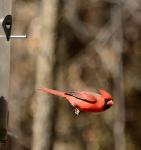 Cardinal