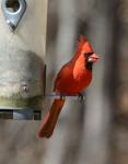 Cardinal