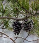 Pine Cones