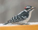 Downy Woodpecker