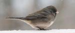 Female Junco