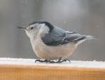 Nuthatch